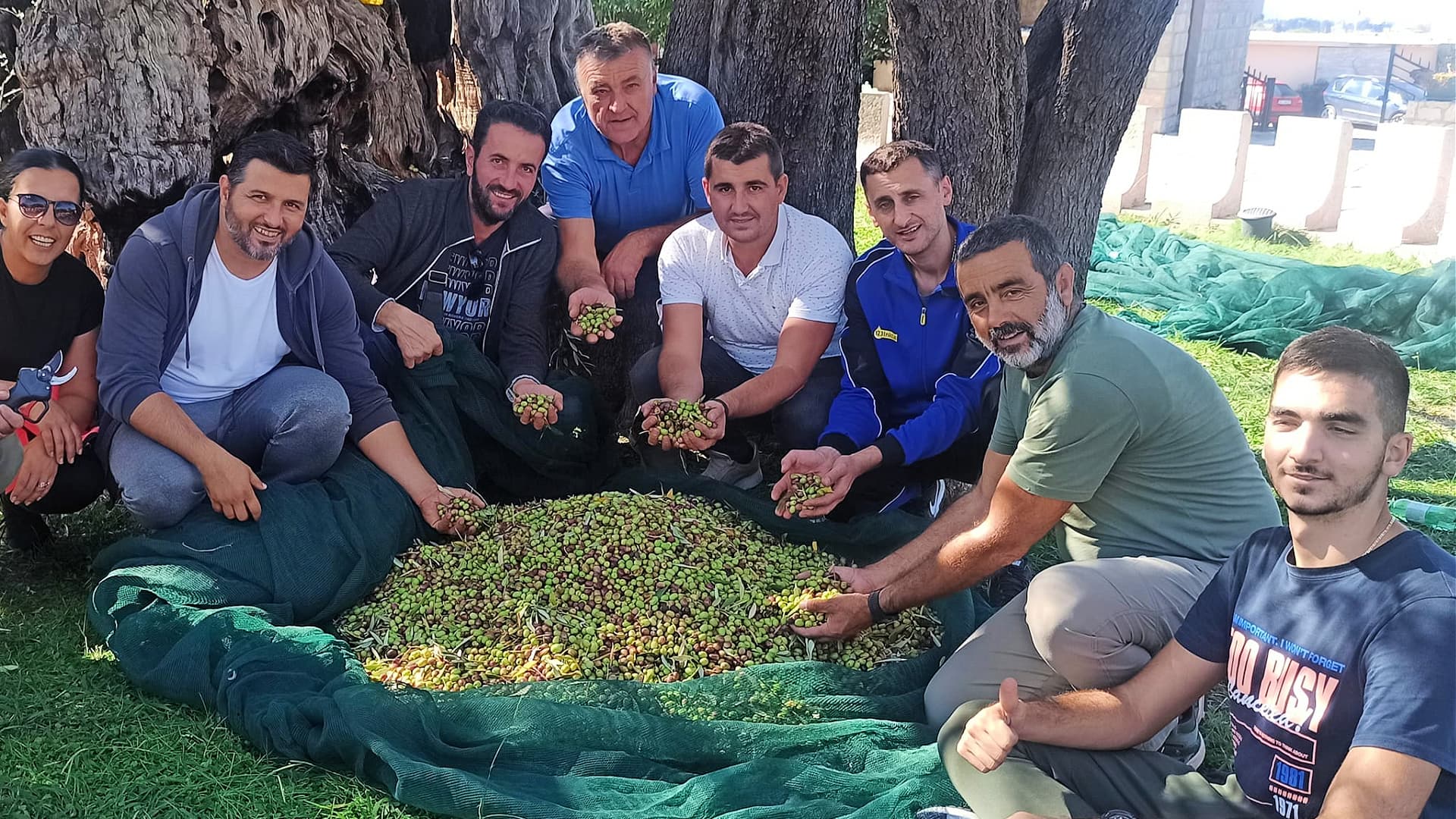 Stara Maslina harvest