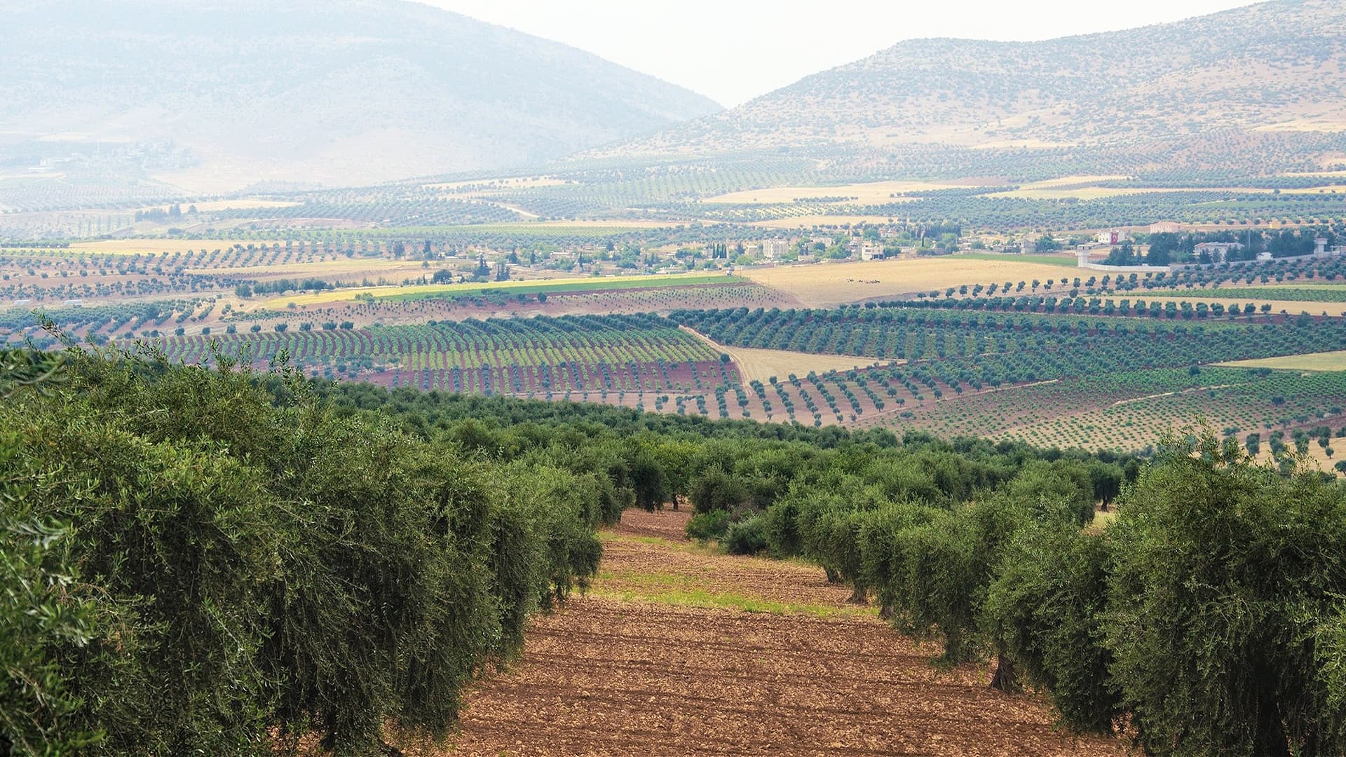 Masmana cultivates organic Kilis olives in the fertile plains of southeastern Turkey. (Photo: Masmana)