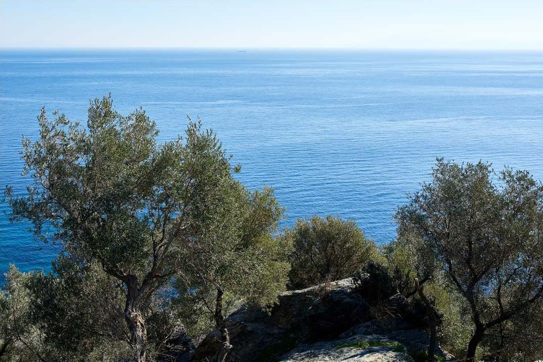 Nisiotis attributed the historically low harvest on the island of Lesbos to the impacts of climate change. (Photo: Rafteli Protouli)