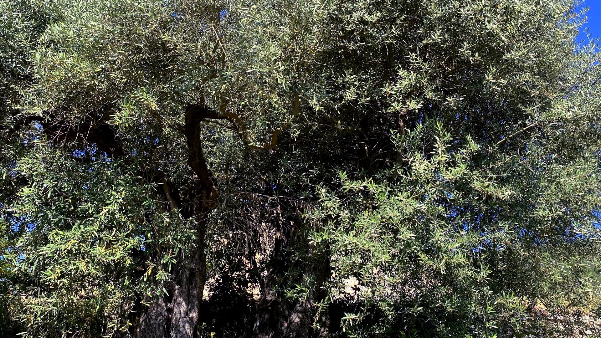 (Photo: Pierluigi Turchetta)