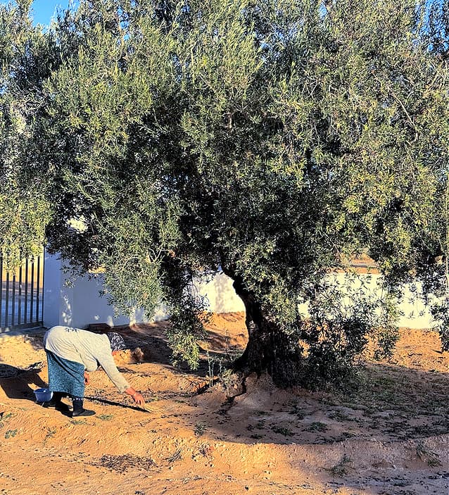 Ben Said’s mother tends to the olive groves. (Photo: Dear Goodness)