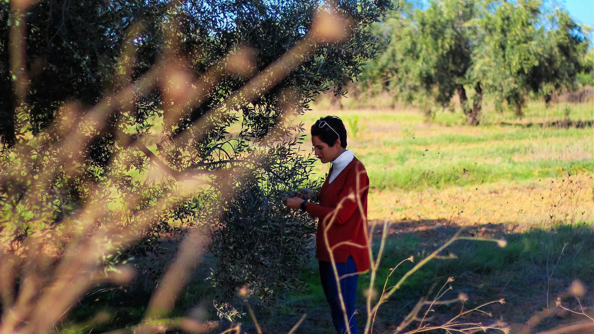 Naouel Bouabid produces extra virgin olive oil from her family grove in Tunisia and exports it to California. (Photo: Massiva)