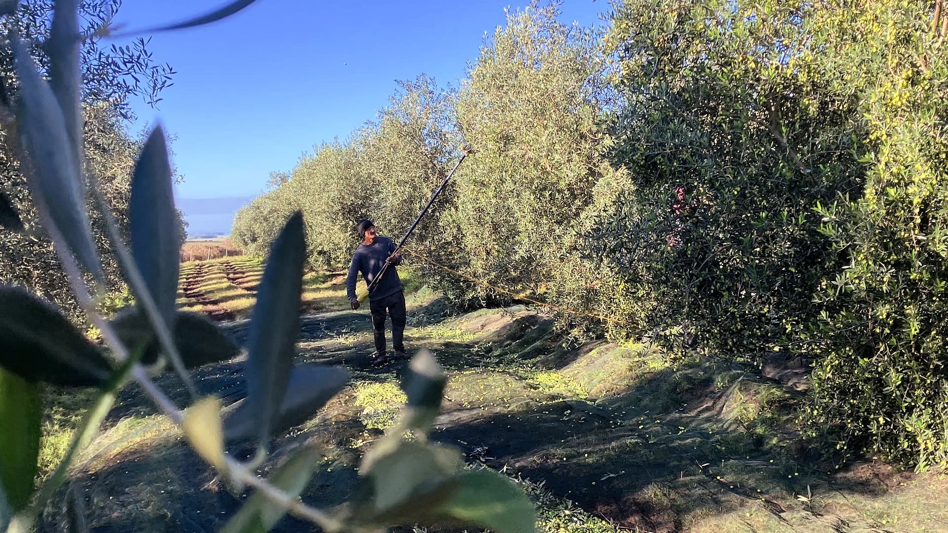 Pique Roto in the south-central department of Florida is among the few producers who saw a production increase this year. (Photo: Pique Roto)