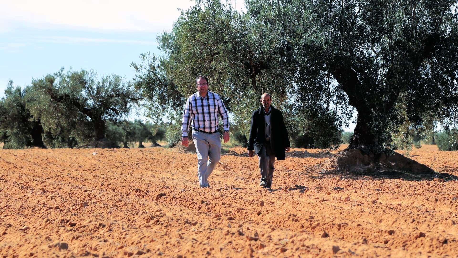 The producers behind Phamed celebrated a Gold Award for its organic medium-intensity Chemlali monovarietal. (Photo: Phamed)