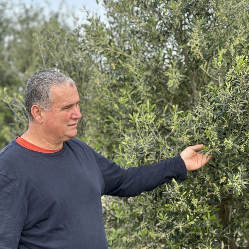 Kallas grows four varities, including Frantoio introduced during the Italian occupation in the early 20th century. (Photo: Natura Rodos)