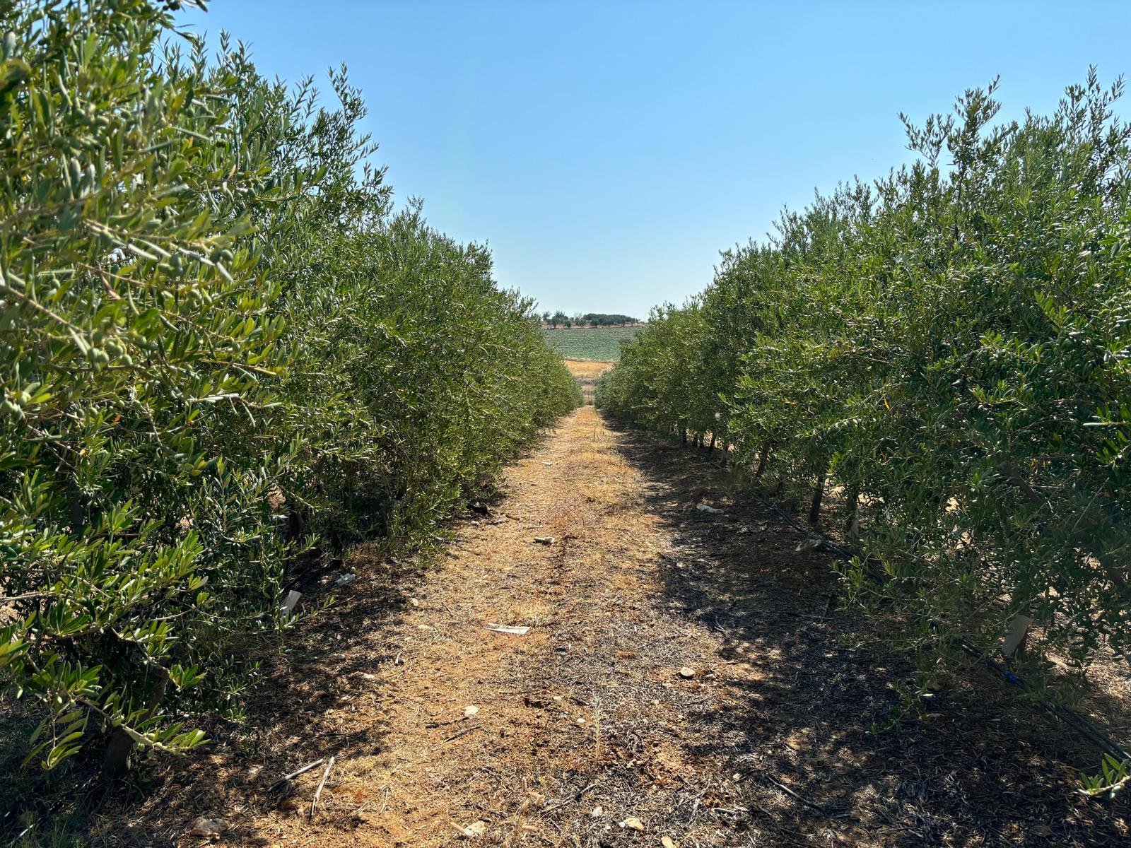 Ayvaz said the future plans for the company include building a modern olive mill. (Photo: Garisar)
