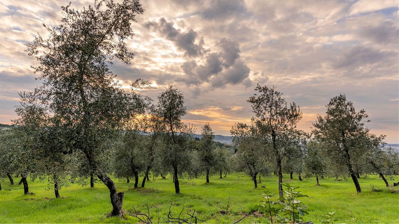Die vielfltigen Vorteile der Wiederbelebung verlassener Olivenhaine in der  Toskana | Olive Oil Times