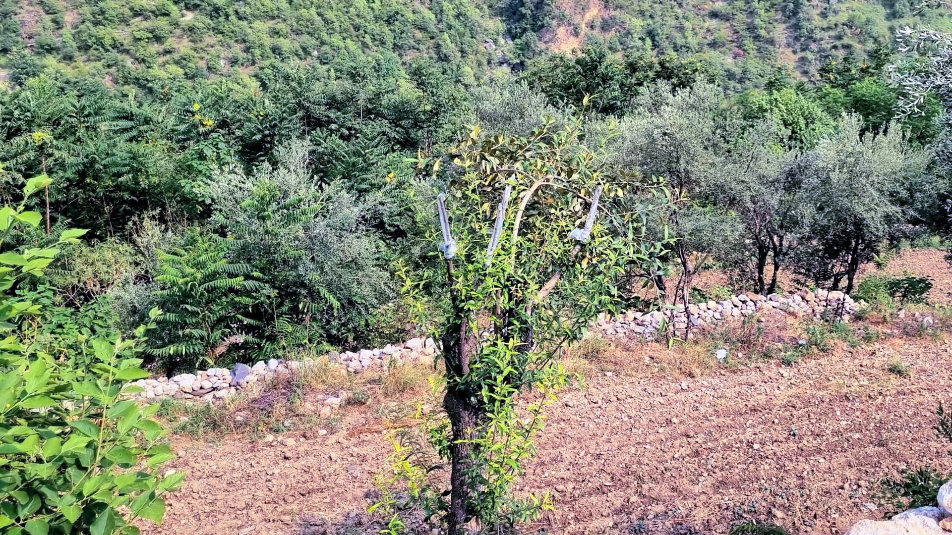 Agronomists are helping farmers graft endemic wild olive trees across Hazara. (Photo: Wasim Shahzad)