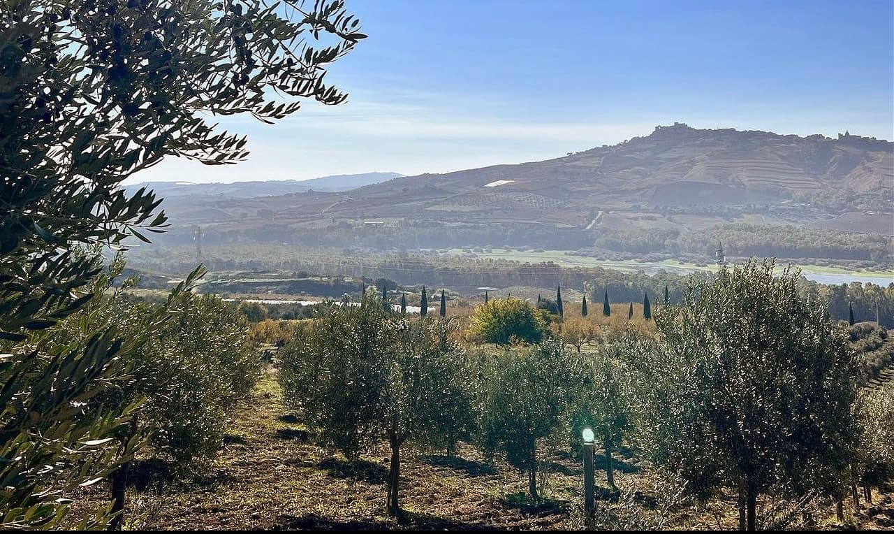 Climate, soil and native olive varieties yield Naru’s award-winning organic blends. (Photo: Naru)