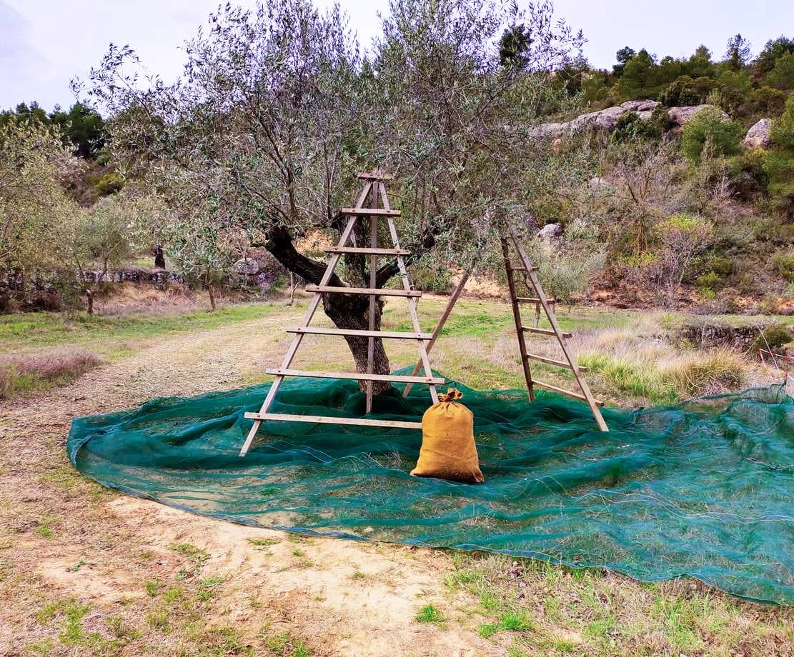 Catalonia-based Oli Cometes overcame the impacts of the ongoing drought to claim a Silver Award for an organic Arbequina at the 2024 NYIOOC. (Photo: Oli Cometes)