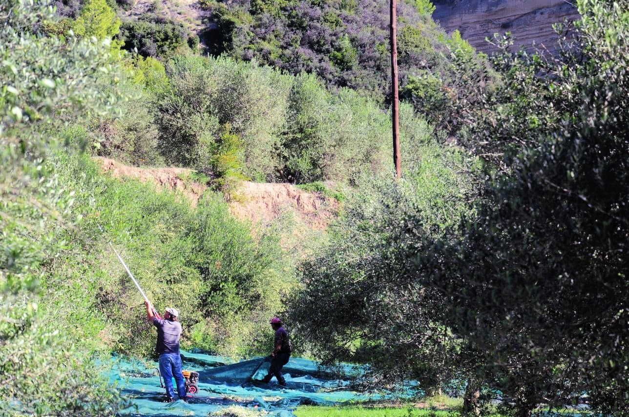 The harvest begins at Kosterina’s olive groves in Koroni. (Photo: Kosterina)