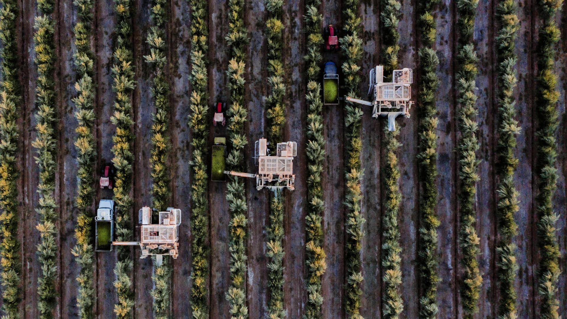 Olive oil production in Argentina is expected to increase as new high-density groves are planted. (Photo: Solfrut)