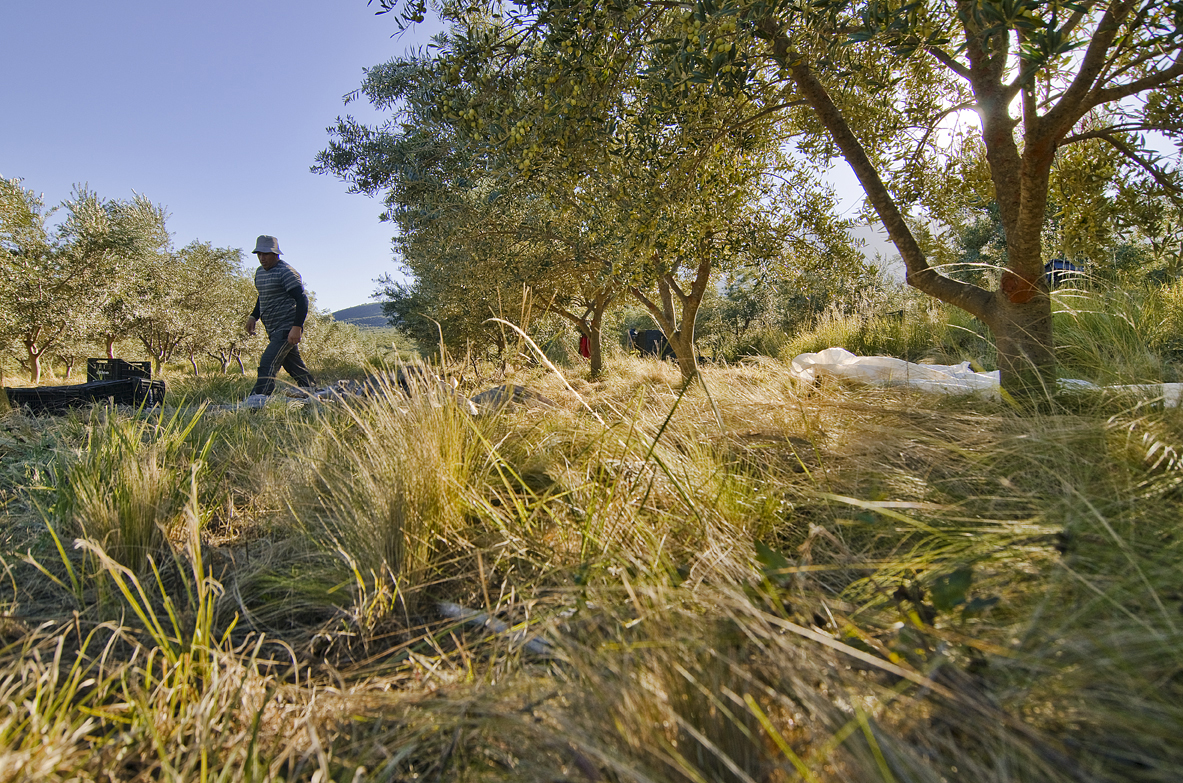 The 2024 harvest in central Argenina’s Traslasierra Valley was impacted by the lack of rain. (Photo: Sierra Pura)