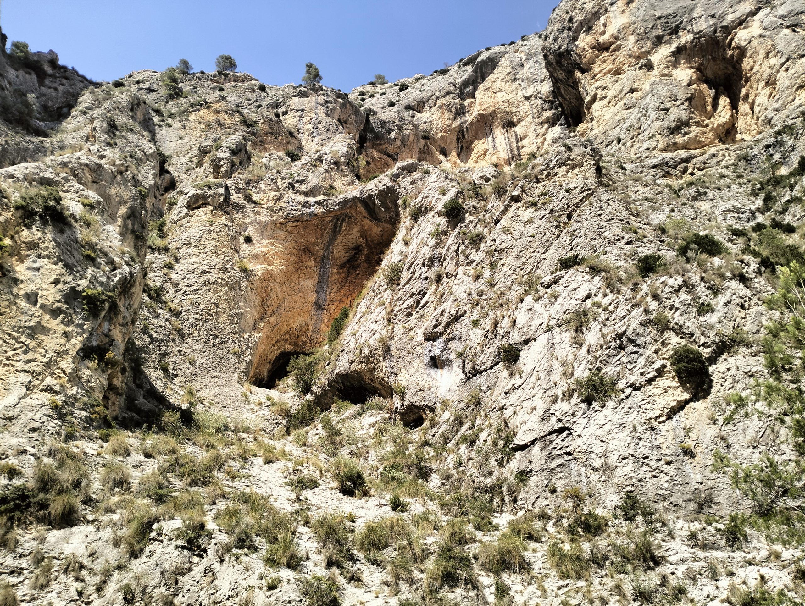 Despite efforts to hunt the invasive sheep, prohibitions on such activities in protected areas has hindered the effort. (Photo: Simon Roots)