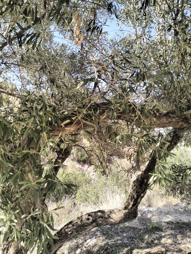 Barbary sheep are damaging the olive trees in the Alicante Mountains. (Photo: Simon Roots)