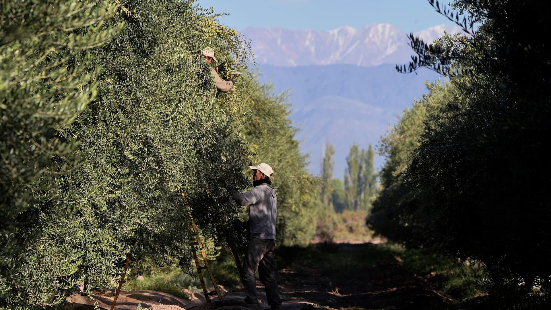 While it is still a long way to go until the 2025 harvest, Familia Zuccardi said conditions look good in the groves. (Photo: Familia Zuccardi)