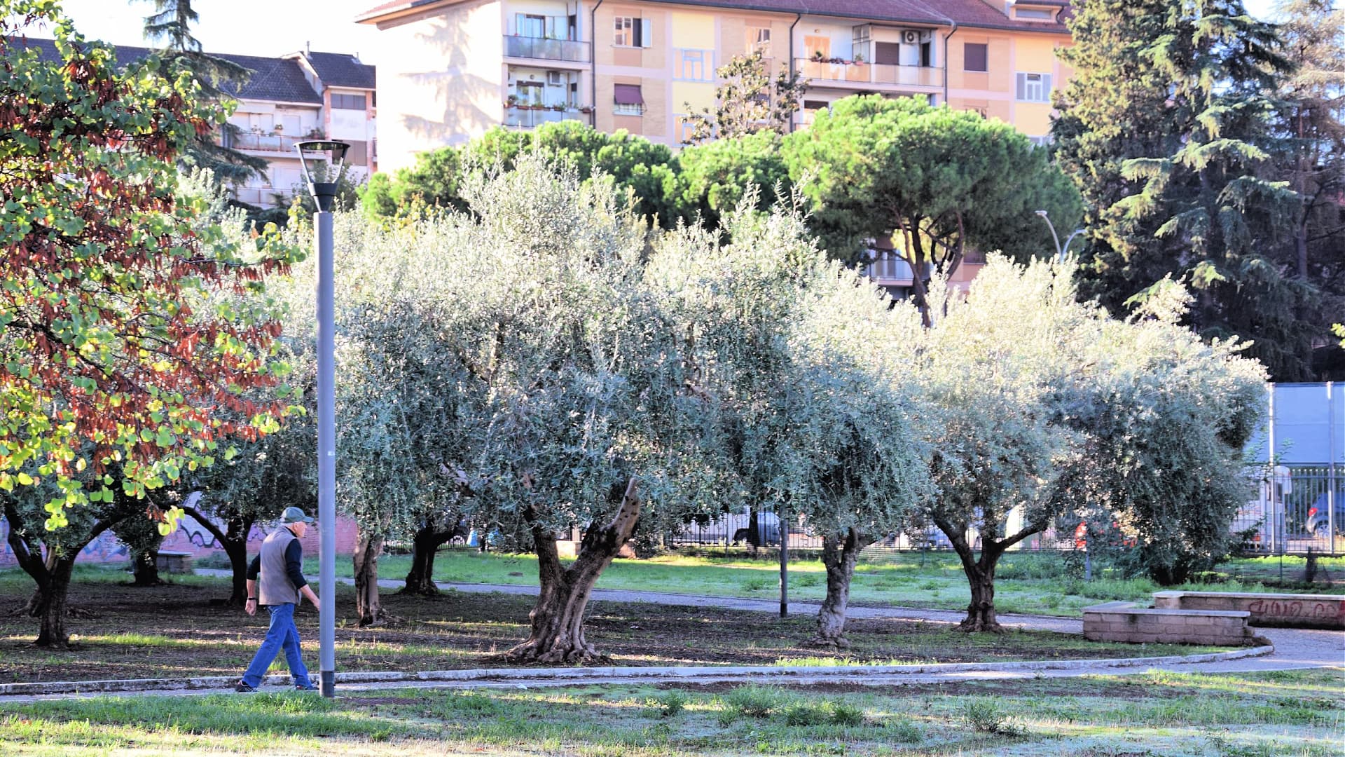 Olive trees in the Romanisti Park in Torre Spaccata, Rome (Photo: Piero Messa)