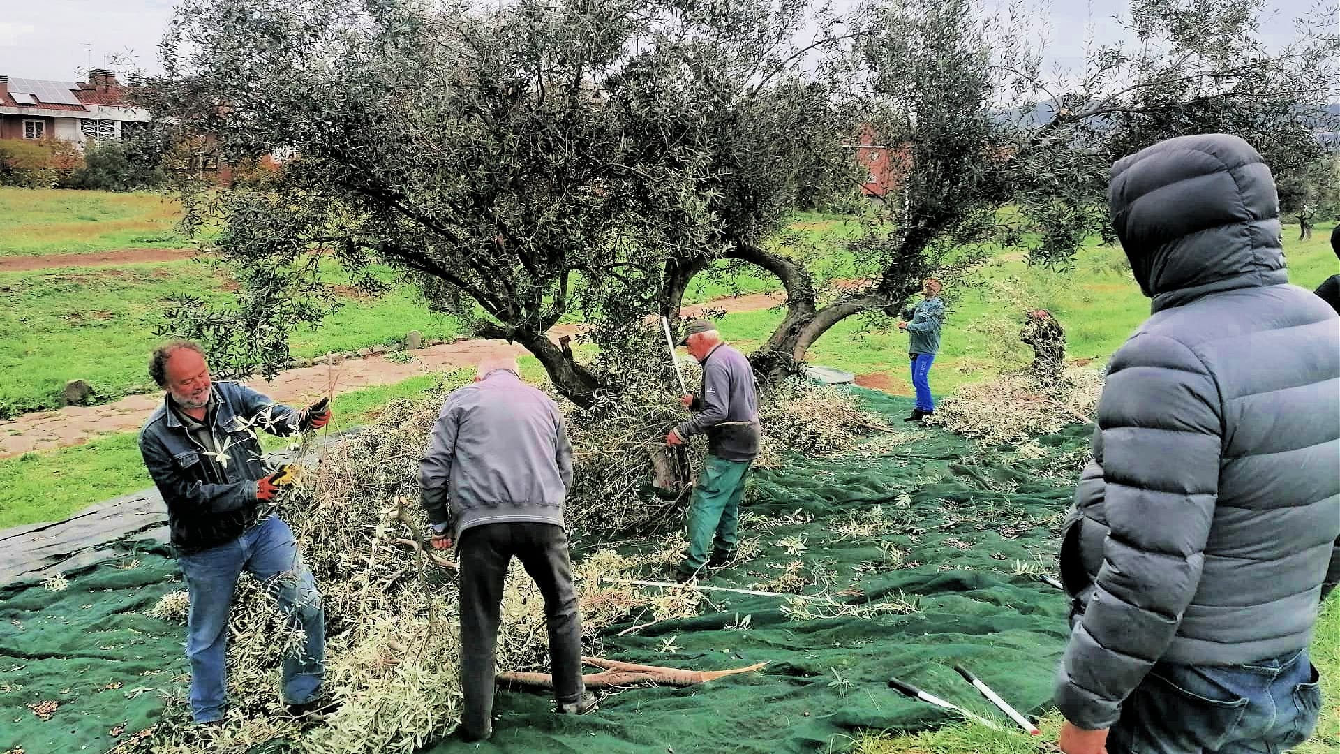 Nuova Tor Vergata donate the oil produced from the harvesting of the public olive trees to those in need. (Photo: CDQ Nuova Tor Vergata)