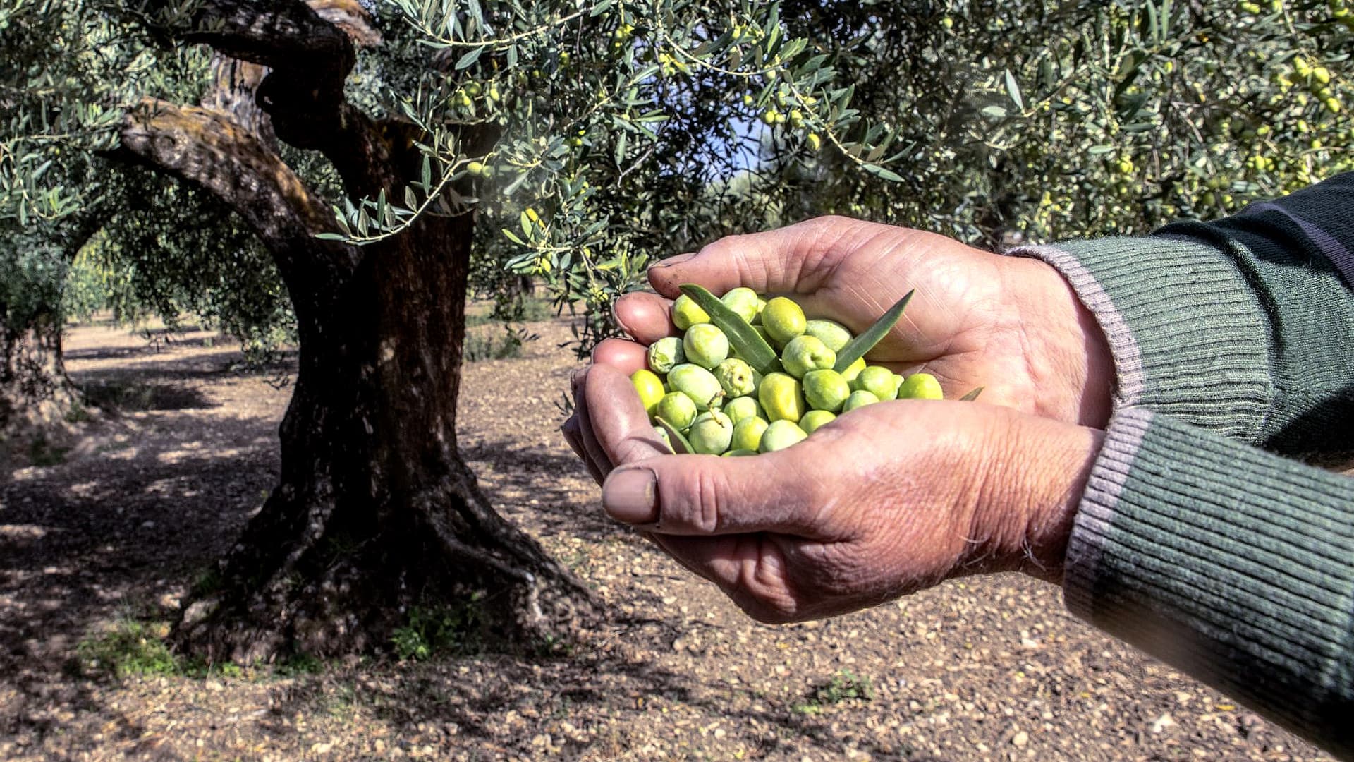 Puglia is Italy’s most important olive oil producing region. (Photo: Voglia di Puglia)