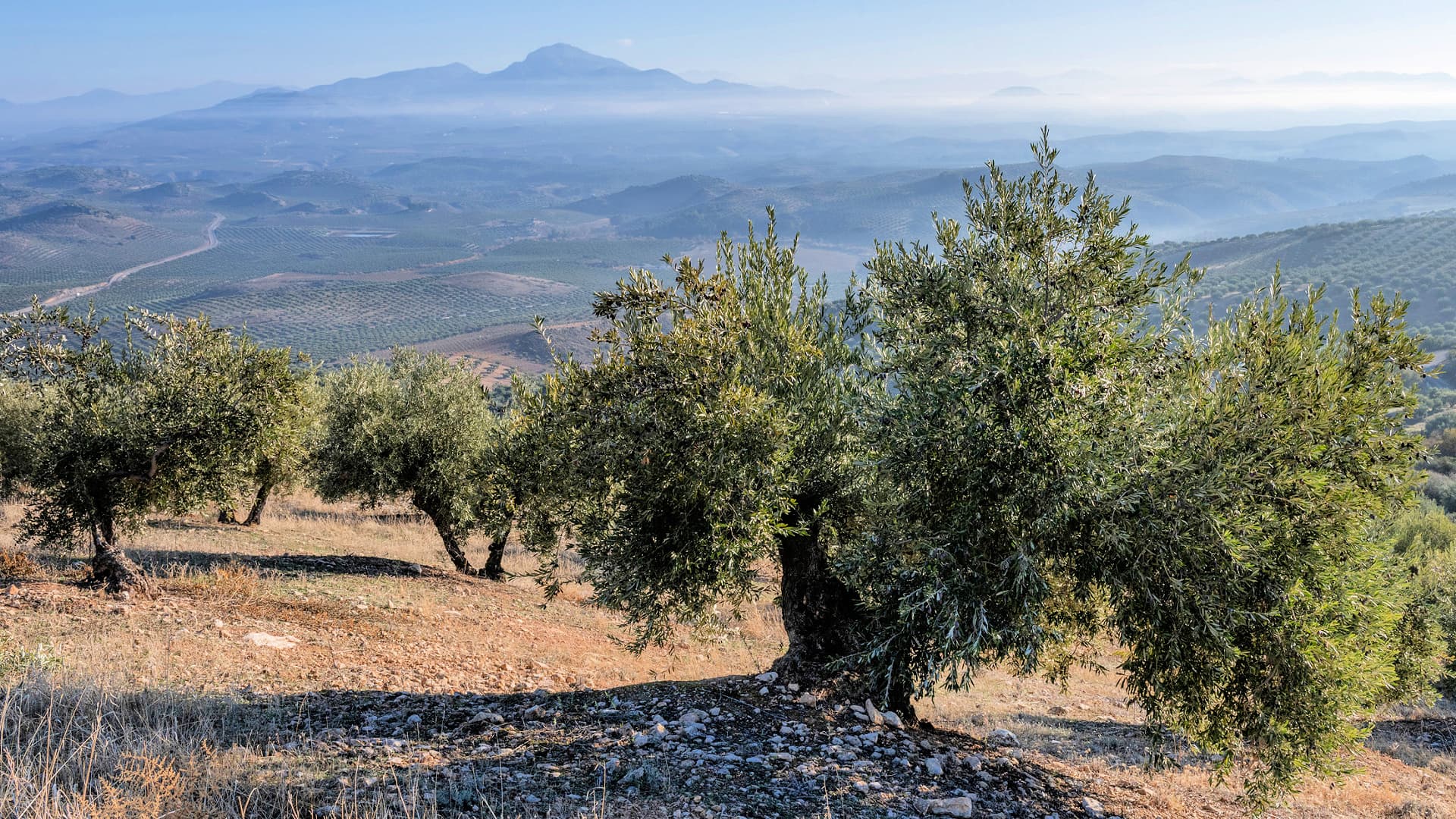 Jaén is expected to reach 445,000 tons, a 116 percent increase compared to the 2023/24 crop year. (Photo: Sucersores de Hermanos López)