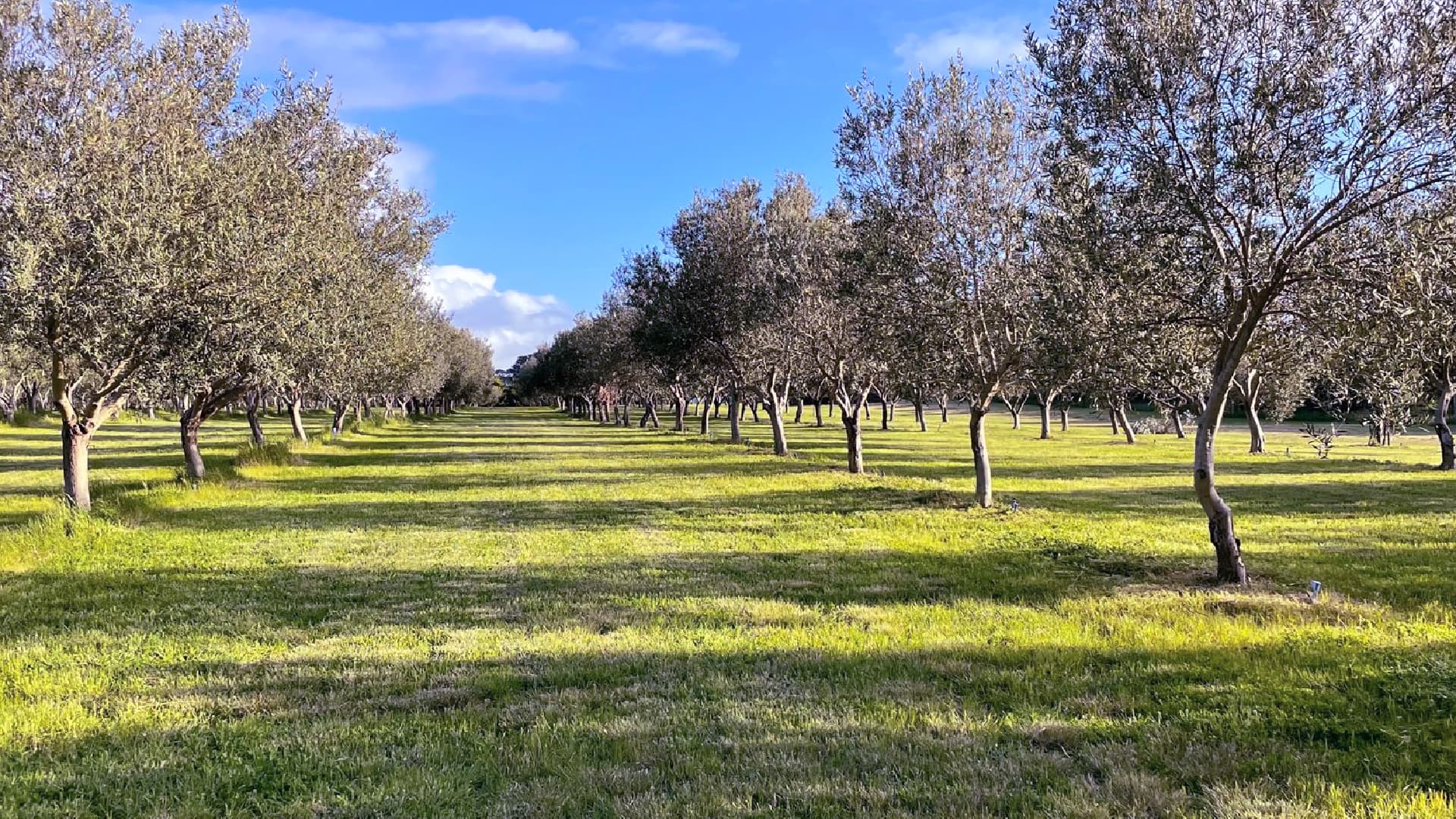 Cape Schanck celebrated two more awards at the World Competition, bringing its total to 27. (Photo: Cape Schanck Olive Estate)