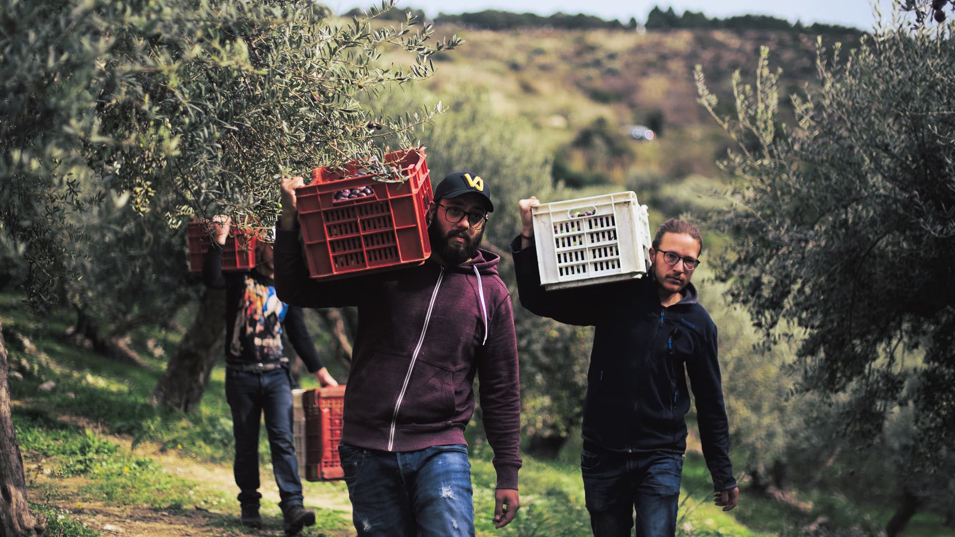 The Agrestis cooperative on Sicily expects an 80 percent production decline this year due to extreme weather. (Photo: Agrestis)