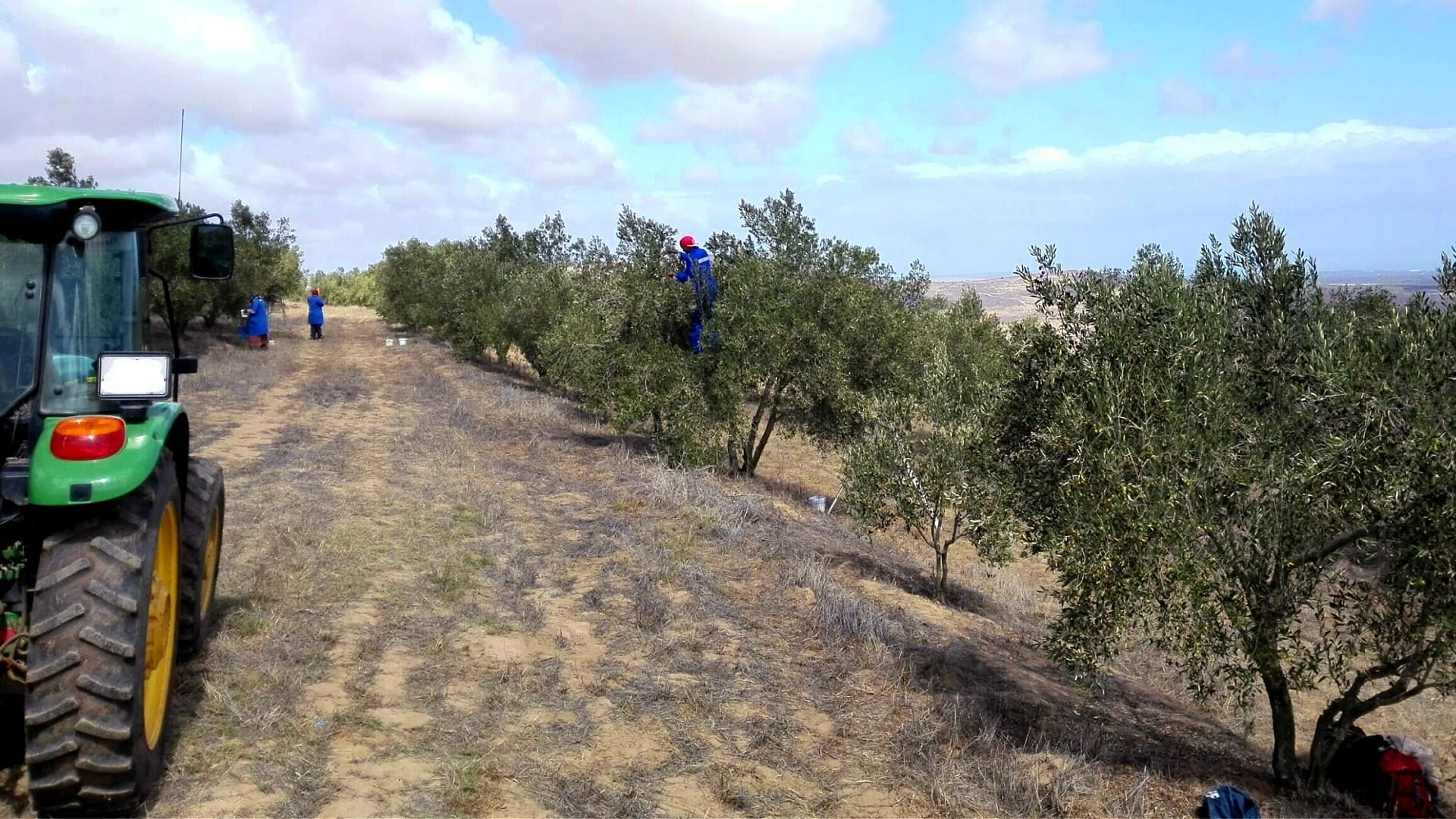While many producers experienced a furitful harvest, weather problems resulted in a lower than expected yield for some. (Photo: Darling Olives)