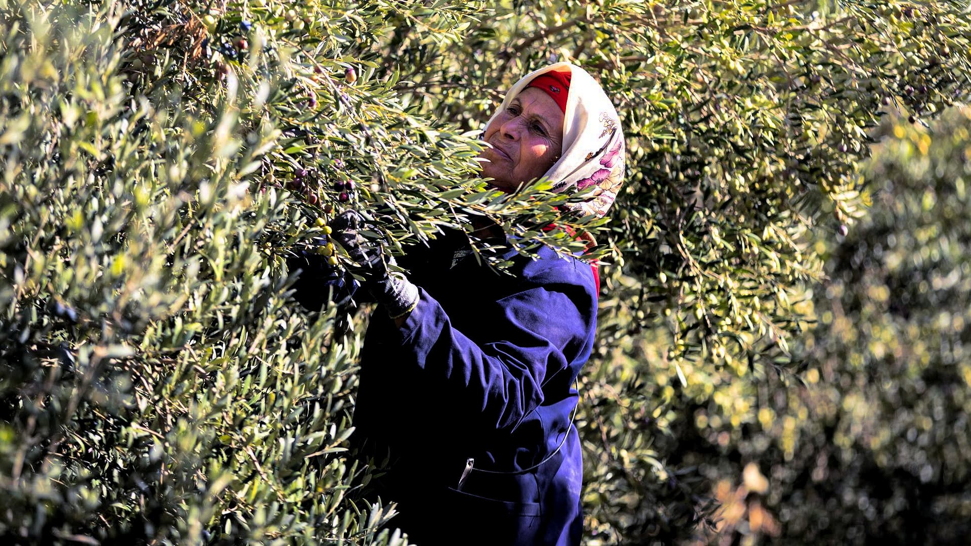 HDMP is working with Arbequina olives from intensive groves, though it plans to expand its offerings with conventional Koroneiki and Arbosana plantings. (Photo: HDMP)