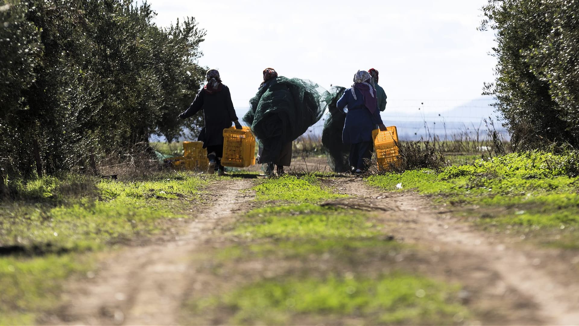 Ninety workers will fan out across HDMP’s 50 hectares to harvest. (Photo: HDMP)