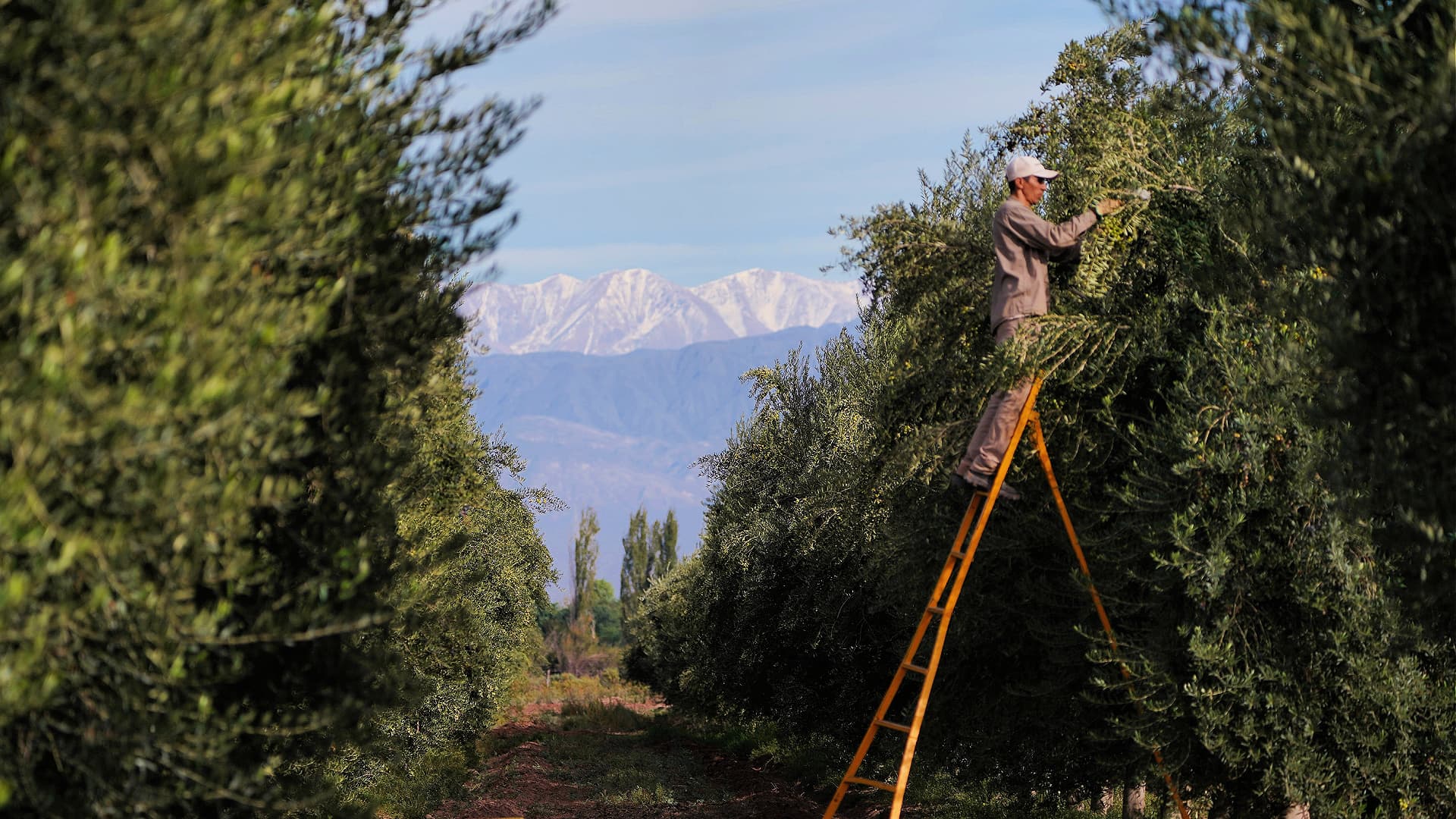 Tourism to Mendoza has introduced countless Argentines and Brazilians to the Arauco variety and others. (Photo: Familia Zuccardi)