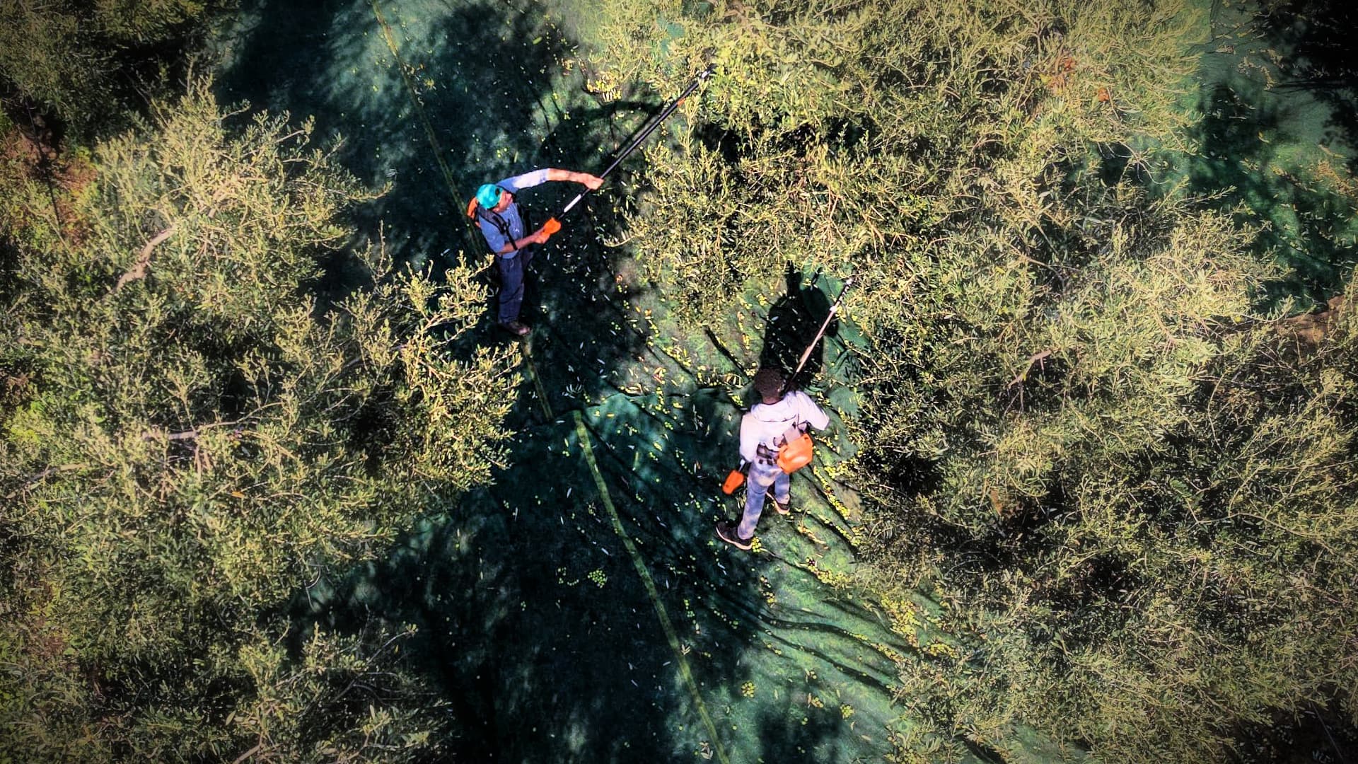 Marina Colonna blamed weather conditions to lower olive yields in the south-central region of Molise. (Photo: Marina Colonna)