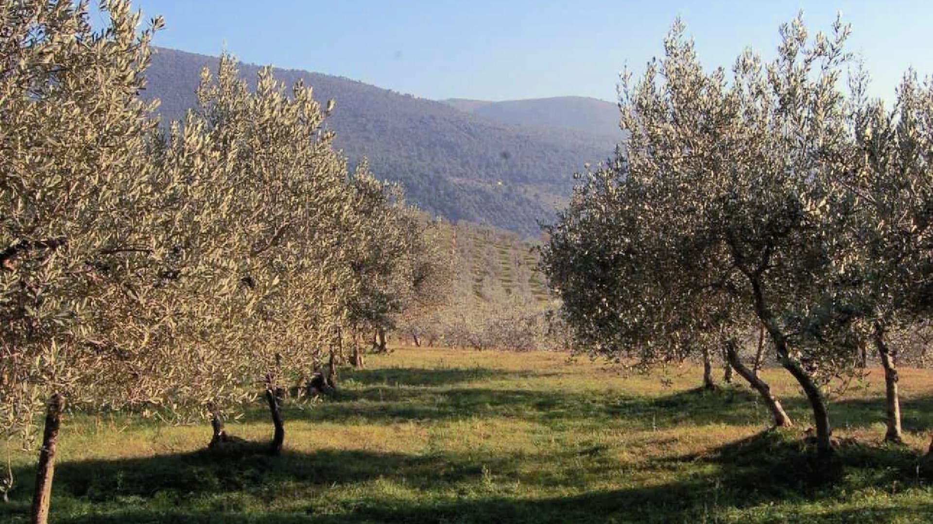 Monini expects lower yields across central Italy due to singificant rainfall followed by warm temperatures. (Photo: Monini)