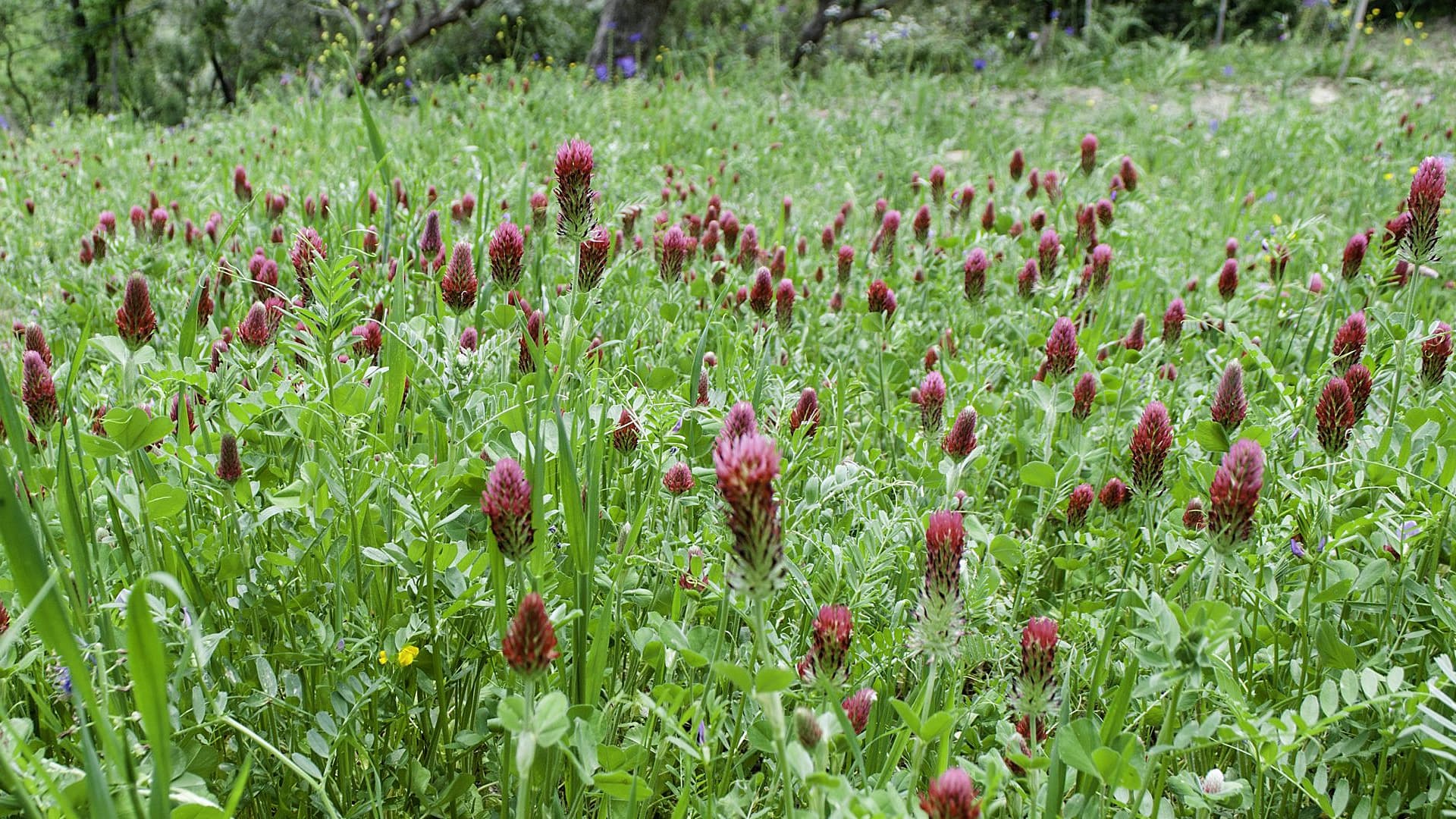 Mix of cover crops Vicia sativa and Trifolium incarnatum (Photo: Deafal)