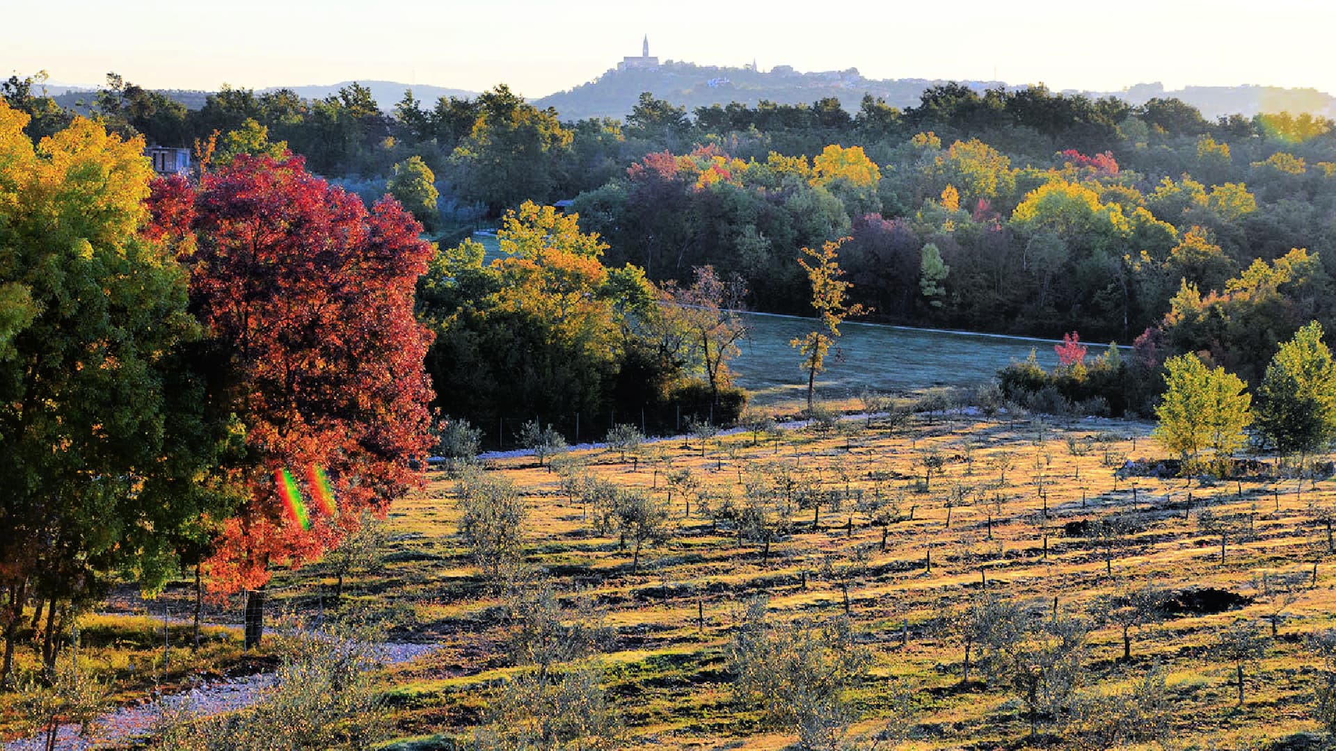 The producers at Olivo Monte Cucco said 2024 was their toughest harvest yet. (Photo: Olivo Monte Cucco)