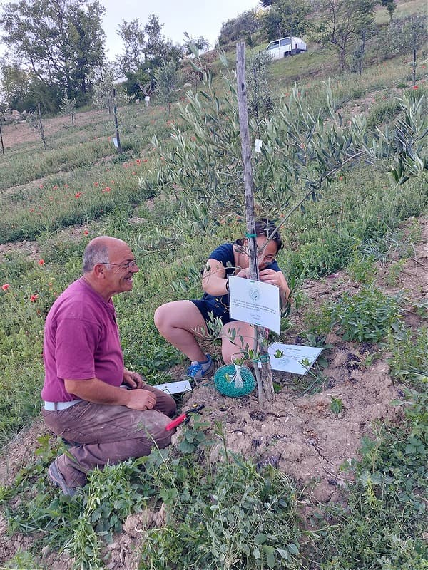 Each olive tree adoption at Uliveto Gianna is marked by a sign with a message from the adopter. (Photo: Orazio Ferrelli)