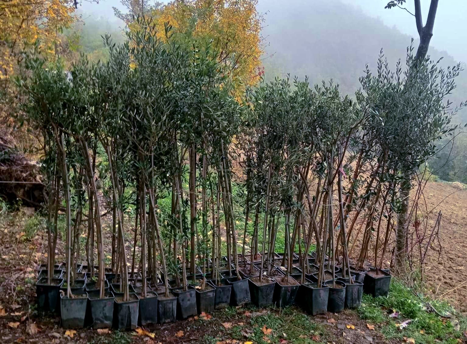 Seventy young olive trees were recently planted at Uliveto Gianna. (Photo: Orazio Ferrelli)