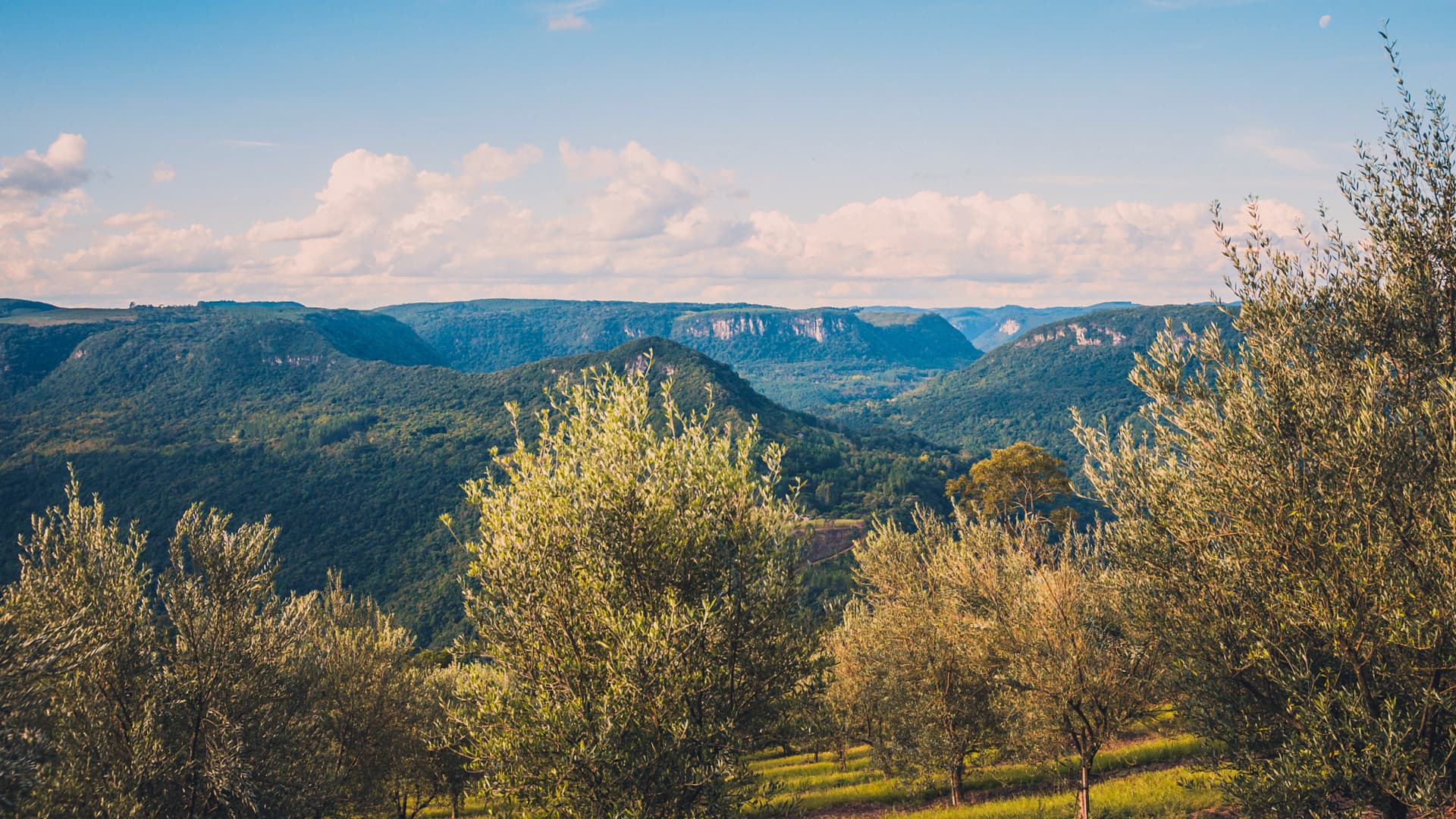 Its owner estimates that a quarter of a million people visit Olivas do Gramado annually to learn about olive oil and enjoy the picturesque scenery. (Photo: Olivas do Gramado)