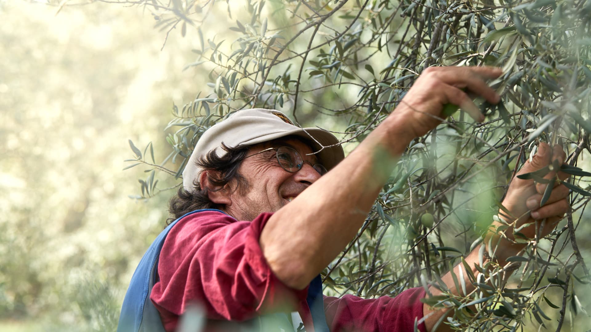 Lorenzo Nicotra using a rastrello, or handrake, to harvest olives. (Photo: Agrestis)
