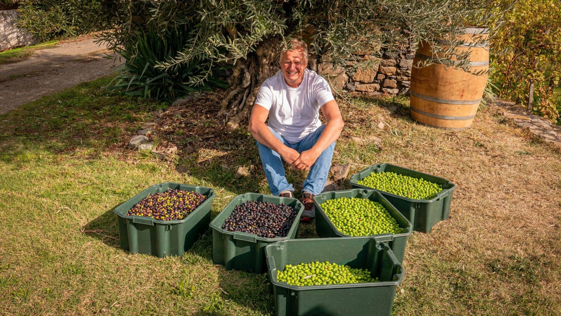 Csaba Török with his harvested olives (Photo: Török)