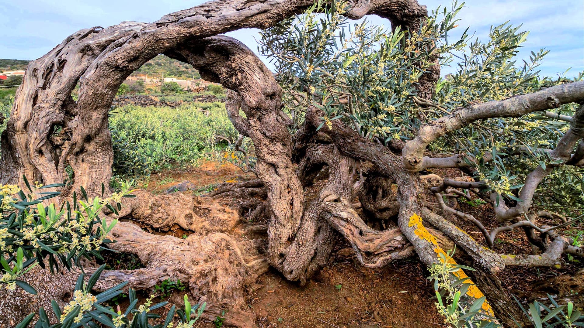 Prostrate branches of an olive tree trained according the tecnique devised by the growers on Pantelleria island. (Photo: Gianpaolo Rampini)