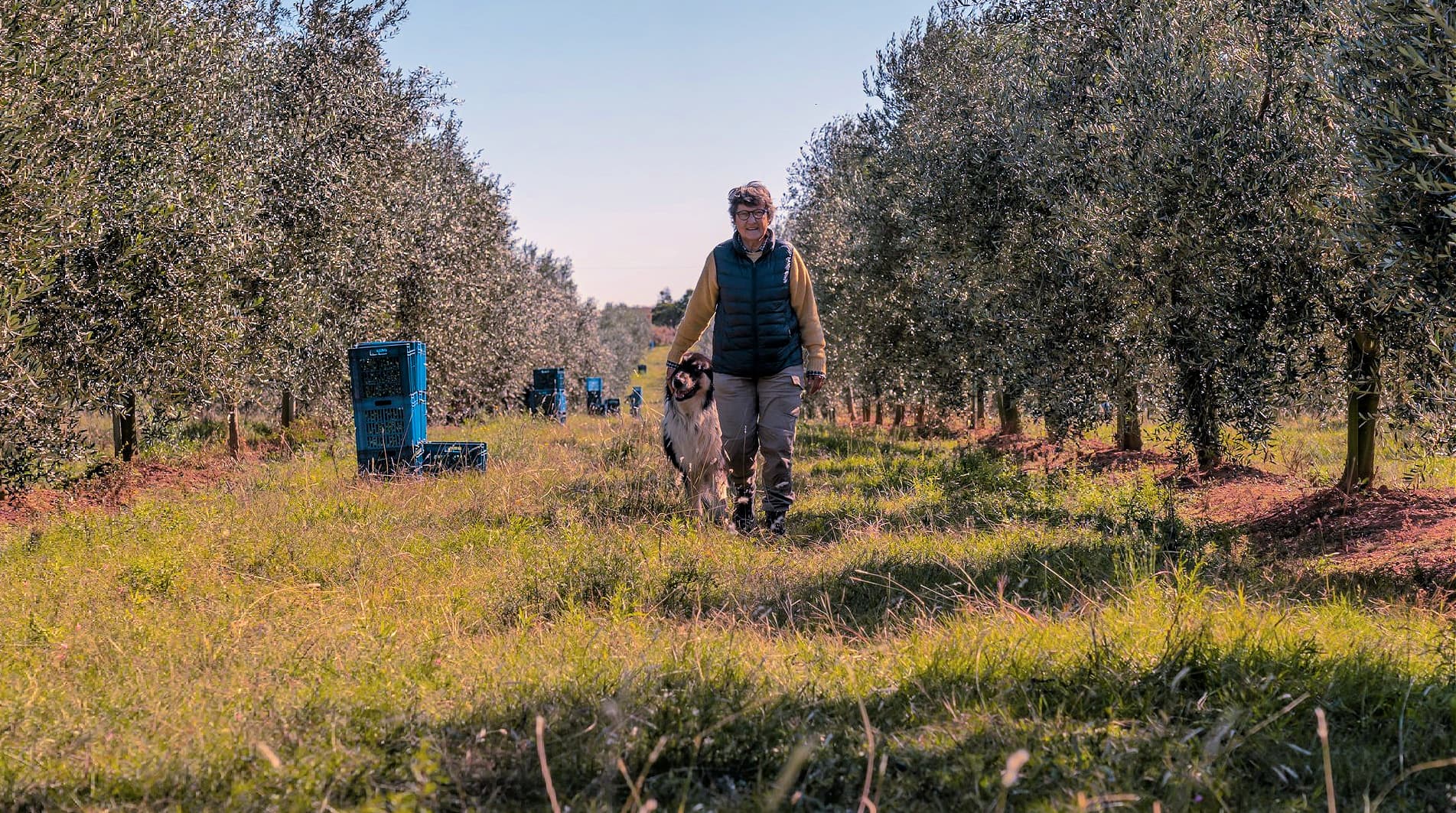 Saccarello inspects the groves ahead of the harvest, which typically begins in late March and ends in mid-June. (Photo: Pique Roto)