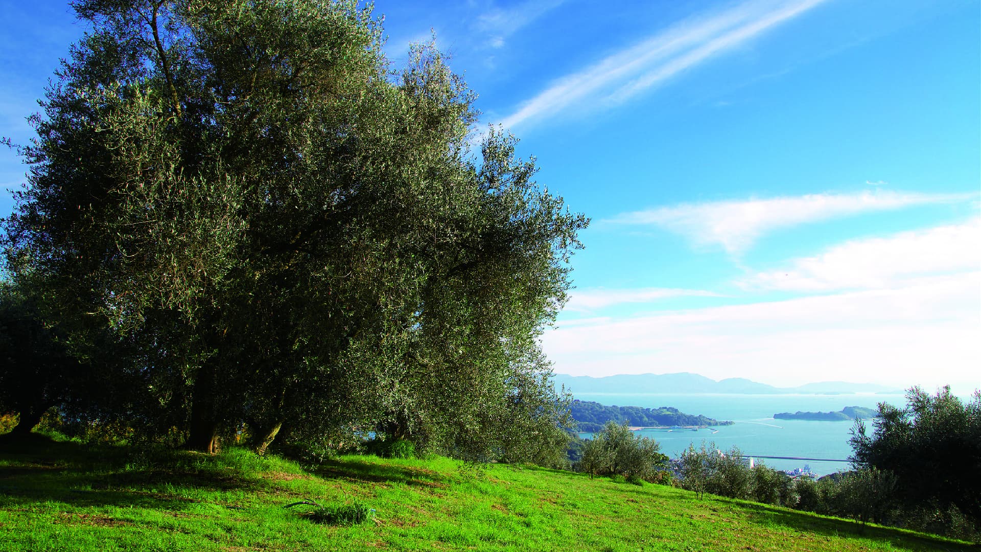 The high quality of Ushimado comes from the renowned Ushimado Gardens, where thousands of olive trees spread across the hills facing Japan’s Inland Sea.