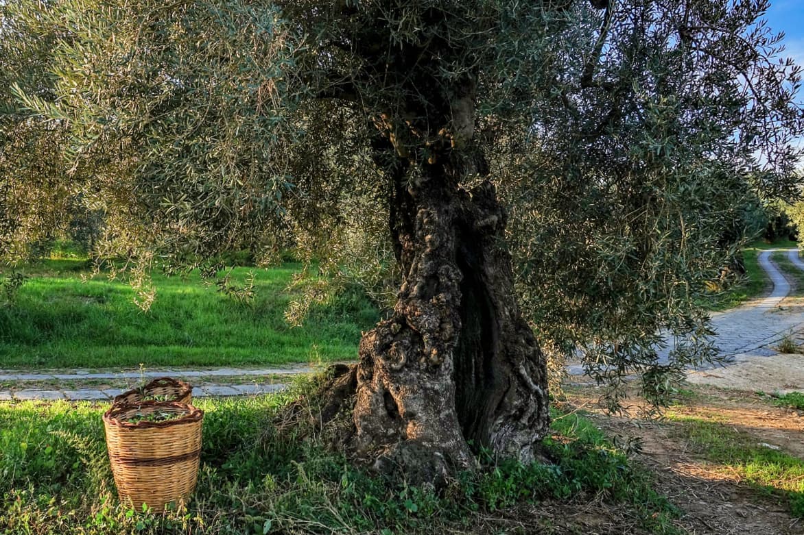 Mazzone said he would not have been able to convert his olive trees to organic cultivation without E.U. support. (Photo: Pozzo di Gaspare)
