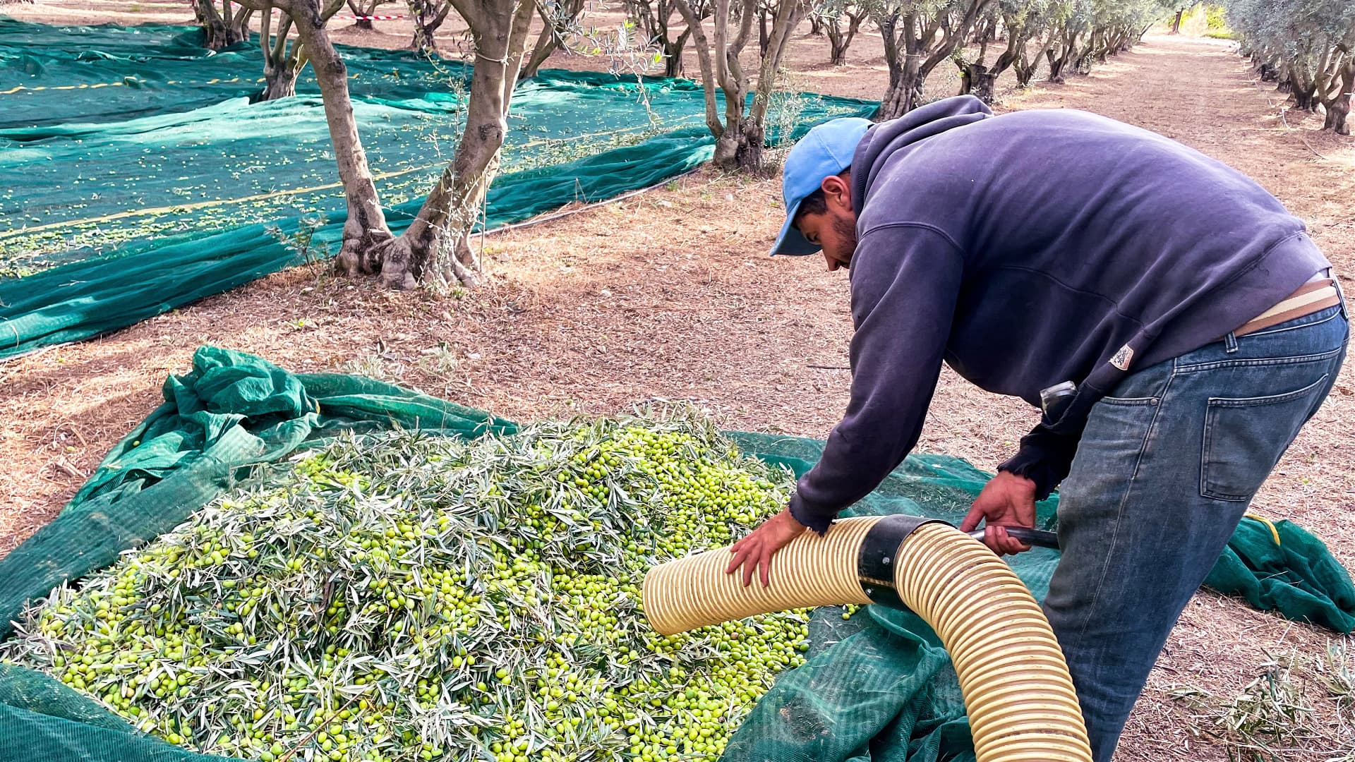 Sherman saw a modest olive yield compared to an abundant 2023/24 harvest, but the quality remained high. (Photo – Domaine de Gerbaud)