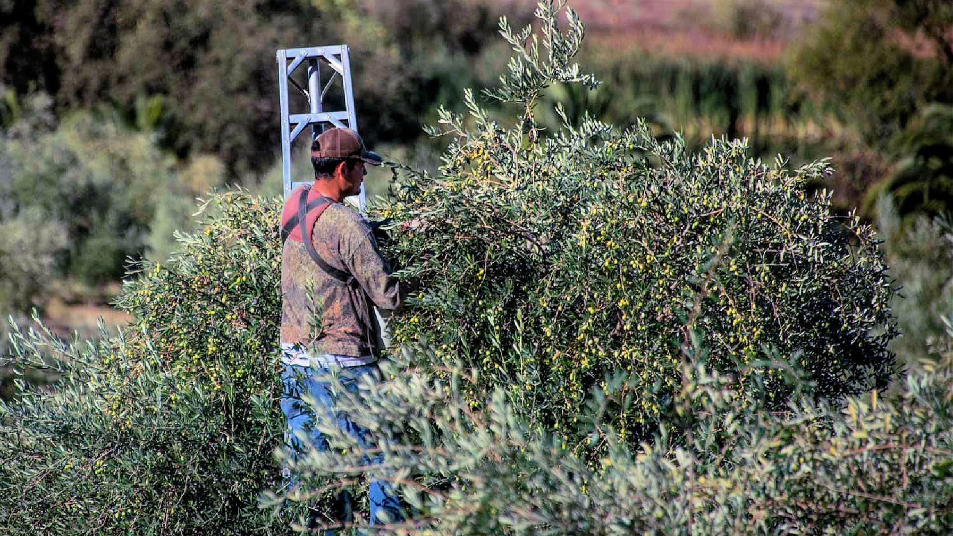 U.S. Olive Oil Producers Win Big at World Competition | Olive Oil