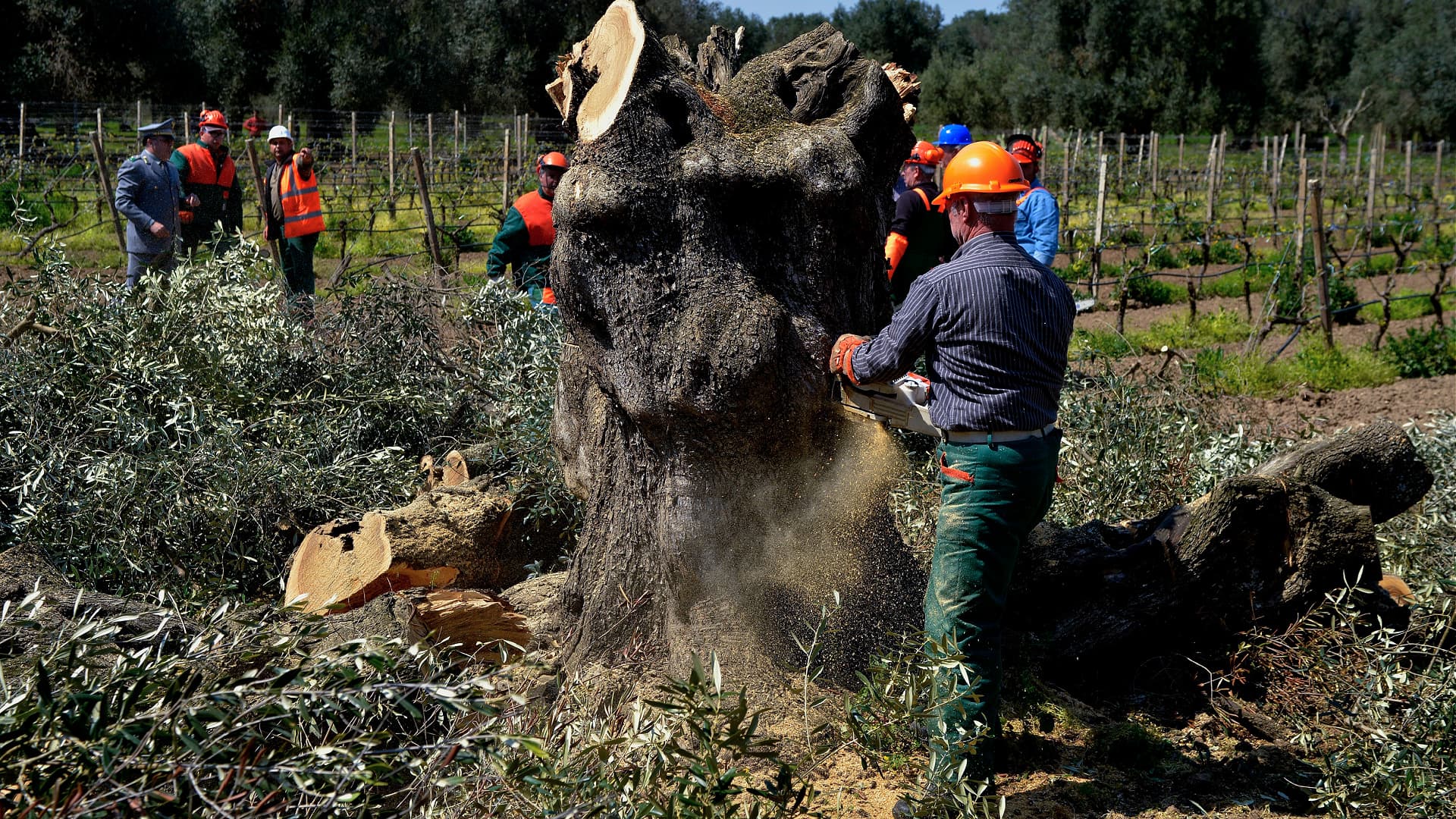 Lernen Sie die Bakterien kennen, die Olivenhaine und Weinberge verwsten |  Olive Oil Times