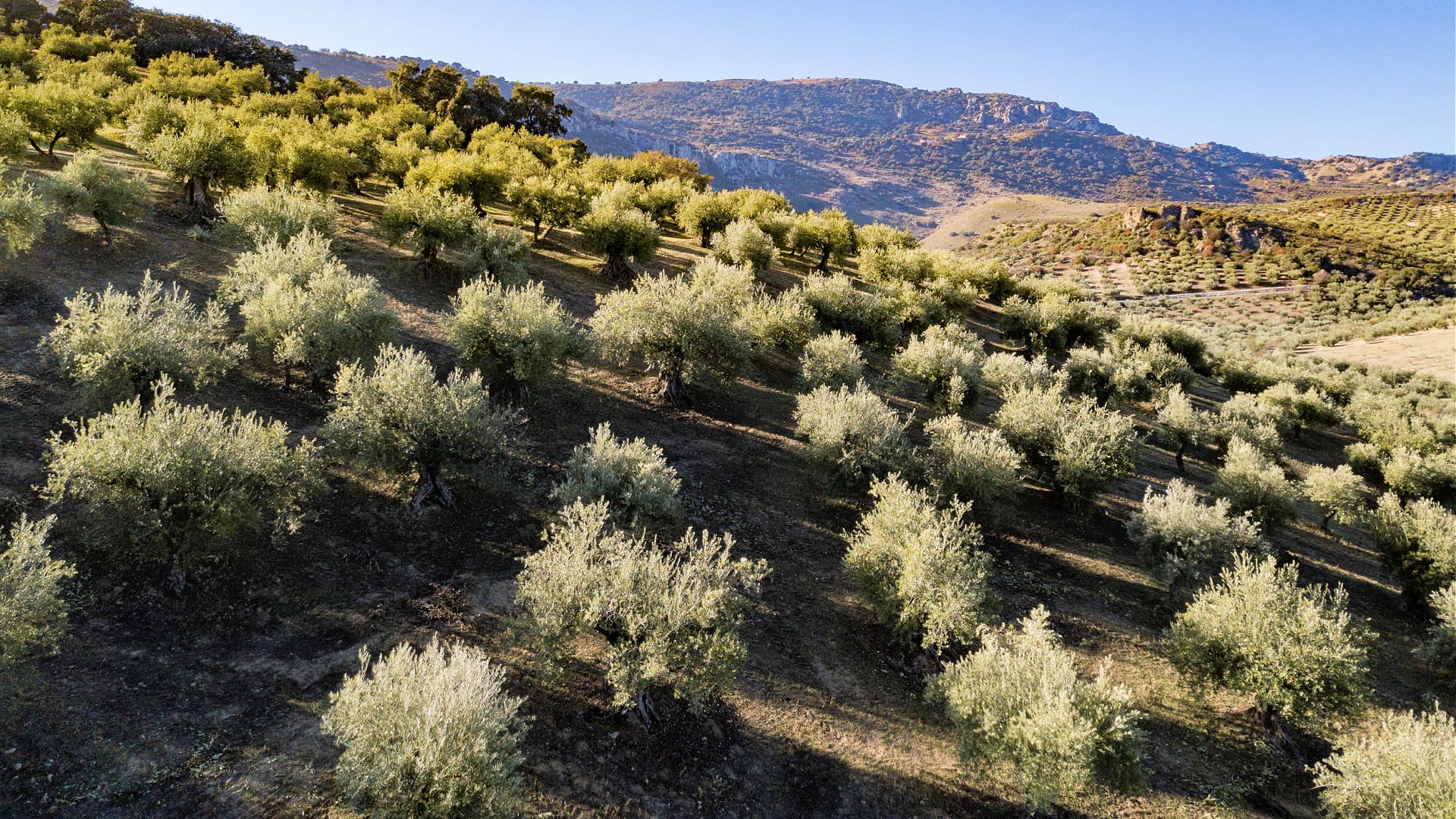 Traditional groves on steep slopes are expensive and time-consuming to harvest, but these hills yield award-winning quality. (Photo: Sucesores de Hermanos López).jpg