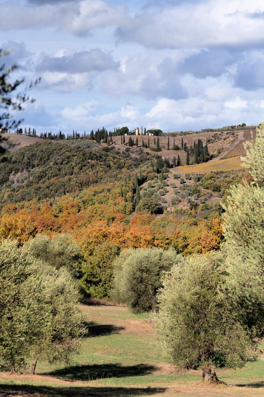 The teroir and culture of Tuscany’s distinctive Maremma region shape the organoleptic qualities of the Olio Piro Tuscan blend. (Photo : Olio Piro)