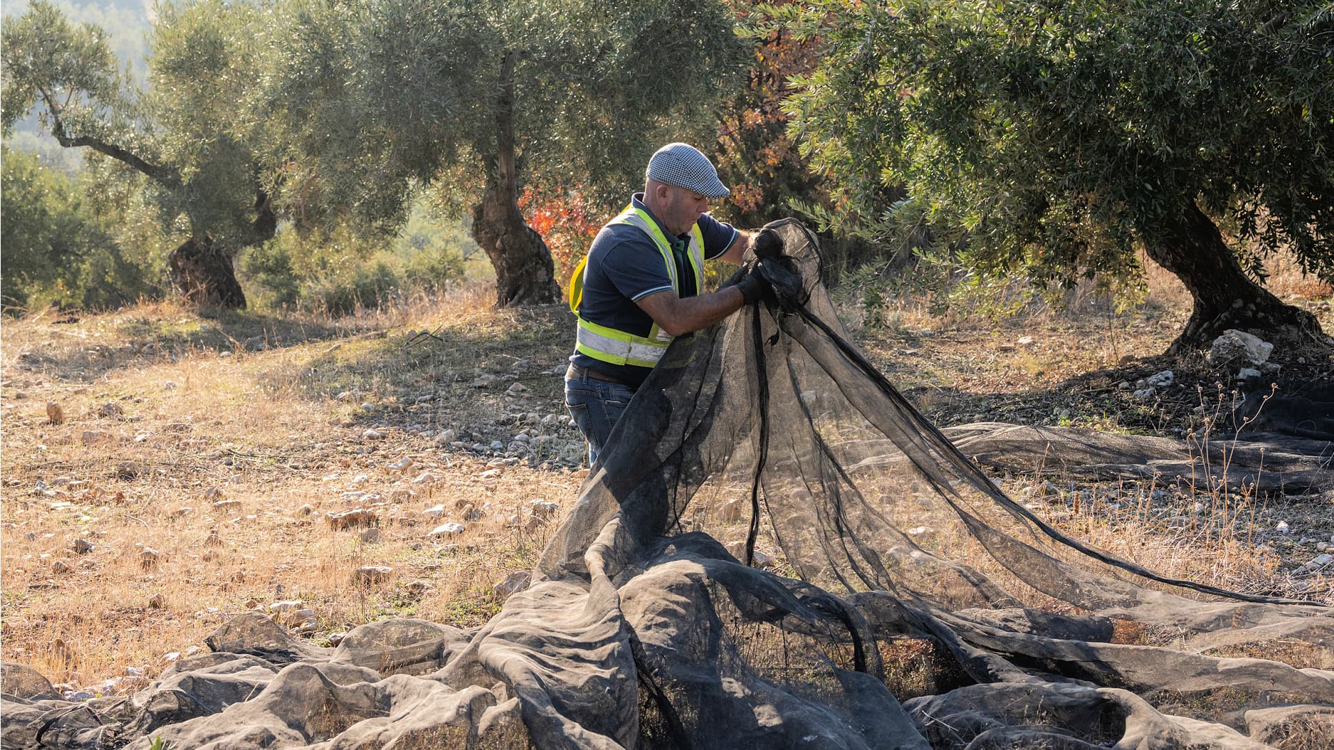 Favorable meteorological conditions have paved the way for another good harvest in Andalusia in the coming 2025-26 crop year. (Photo: Sucesores de Hermanos López)