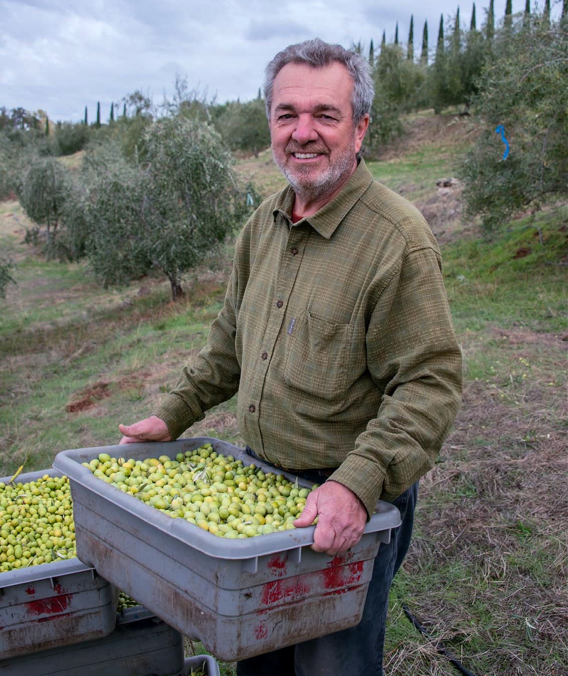 Steve McCulley during harvest at the Apollo Olive Oil farm